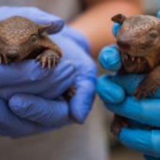 Lebbra, casi in aumento in Florida e l'armadillo torna sotto i riflettori