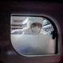 Peste in Siberia, la Russia revoca le restrizioni: "Nessun rischio, test negativi" Peste in Siberia, la Russia revoca le restrizioni: "Nessun rischio, test negativi"