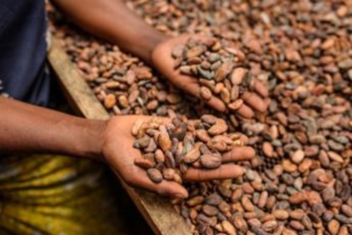 Alimenti, Icam presenta bilancio di sostenibilità 2025: la filiera del cacao che crea valore Alimenti, Icam presenta bilancio di sostenibilità 2025: la filiera del cacao che crea valore