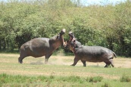 La Colombia abbatterà 'gli ippopotami di Pablo Escobar': il caso La Colombia abbatterà 'gli ippopotami di Pablo Escobar': il caso