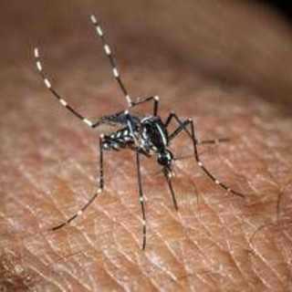 Effetto clima 'pazzo' sulle infezioni da zanzare, per ogni grado in più il rischio aumenta del 20%