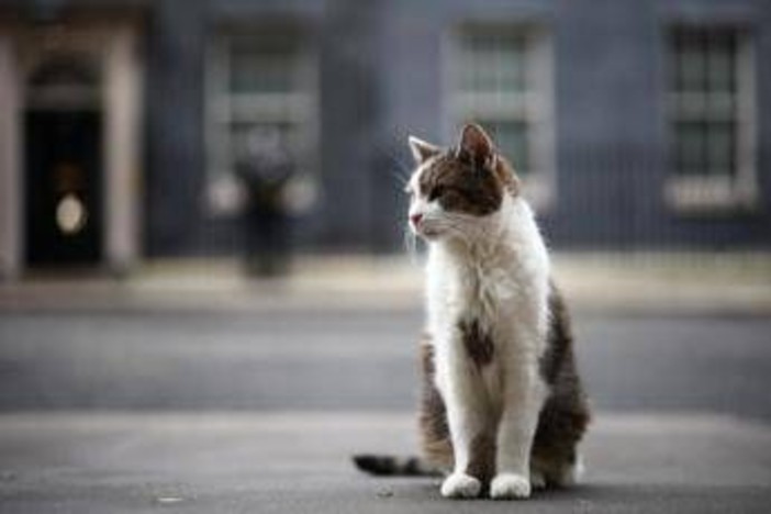 Gatto Larry compie 15 anni di servizio, è Chief Mouser a Downing Street Gatto Larry compie 15 anni di servizio, è Chief Mouser a Downing Street
