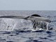 Balena di 200 anni in Groenlandia: "È nata prima della guerra civile americana"