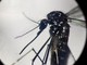 Dengue, in focolai in Italia prevale trasmissione a breve distanza: entro 400 metri Dengue, in focolai in Italia prevale trasmissione a breve distanza: entro 400 metri