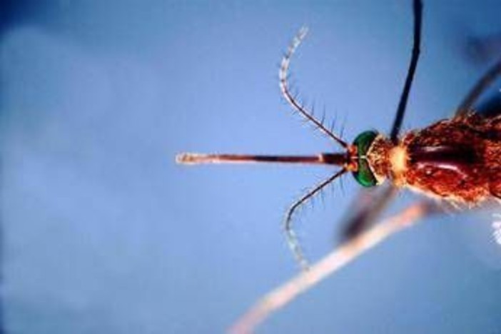West Nile, Asl Teramo registra primo caso 2026 in Abruzzo: 85enne in buone condizioni