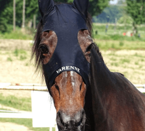 Morto Varenne, il più grande cavallo trottatore di tutti i tempi: aveva 31 anni Morto Varenne, il più grande cavallo trottatore di tutti i tempi: aveva 31 anni