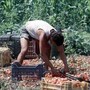 Crisi nei campi, lavoratori agricoli sempre più anziani e 1 su 2 è straniero