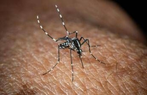 Effetto clima 'pazzo' sulle infezioni da zanzare, per ogni grado in più il rischio aumenta del 20%