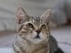 Dà fuoco a un gatto e lo cucina, orrore a La Spezia Dà fuoco a un gatto e lo cucina, orrore a La Spezia