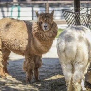 Aviaria in Usa, virus rilevato anche negli alpaca