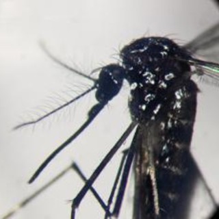 Dengue, primo caso a Rovigo