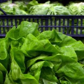 Epidemia di ciclosporiasi negli Usa, "infezioni causate da lattuga servita da Taco Bell" Epidemia di ciclosporiasi negli Usa, "infezioni causate da lattuga servita da Taco Bell"