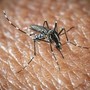 West Nile a Oristano, morta un'altra persona: è la quarta vittima del virus nella provincia West Nile a Oristano, morta un'altra persona: è la quarta vittima del virus nella provincia
