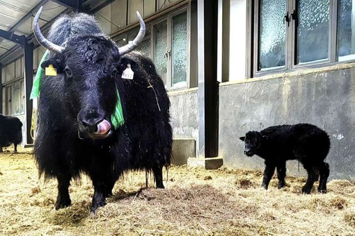 In Cina la prima clonazione di gruppo di 10 yak