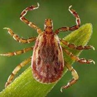 Allarme Altnv, il nuovo virus dalle zecche: cosa sapere