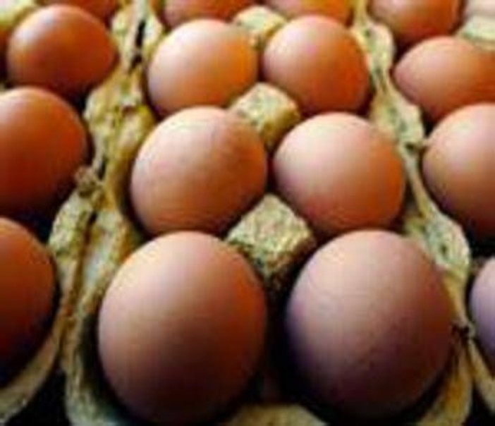 Richiamo uova biologiche per rischio Salmonella: lotti e scadenze