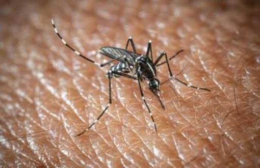 West Nile e Dengue, aumentano i casi in Italia: gli ultimi dati dell'Iss West Nile e Dengue, aumentano i casi in Italia: gli ultimi dati dell'Iss