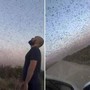Invasione record di locuste, milioni di insetti oscurano il cielo. E il web grida alla 'piaga biblica' Invasione record di locuste, milioni di insetti oscurano il cielo. E il web grida alla 'piaga biblica'