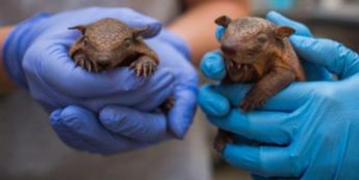 Lebbra, casi in aumento in Florida e l'armadillo torna sotto i riflettori Lebbra, casi in aumento in Florida e l'armadillo torna sotto i riflettori