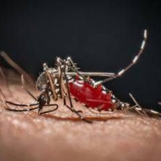 Da Dengue a West Nile, in Italia 40 specie di zanzare: ecco come difendersi Da Dengue a West Nile, in Italia 40 specie di zanzare: ecco come difendersi
