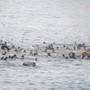 Migranti a Ceuta, Ue: "Solidali con la Spagna e cordoglio per le vittime"