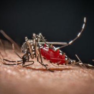 Cos'è la malaria, la 'febbre palustre' portata dalle zanzare che ora spaventa la Germania Cos'è la malaria, la 'febbre palustre' portata dalle zanzare che ora spaventa la Germania