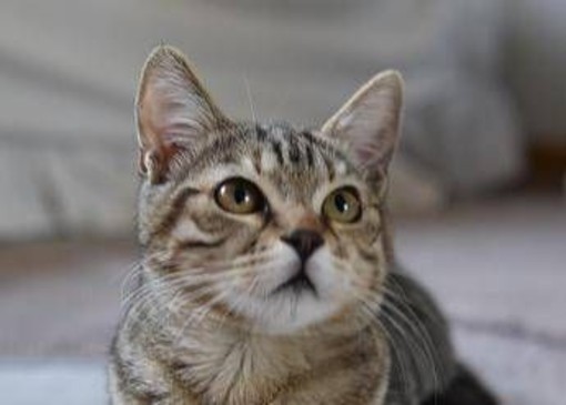 Dà fuoco a un gatto e lo cucina, orrore a La Spezia