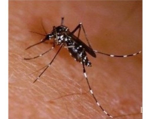 Monaco: parte con un mese di anticipo la lotta contro le zanzare